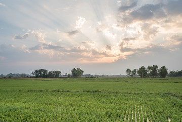 Green rice field on sunrise