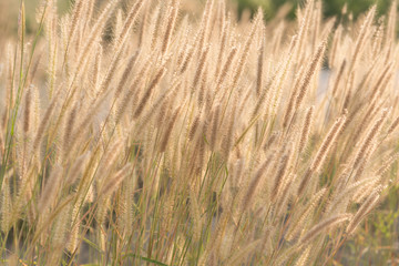 Poaceae grass flower are blowing by wind, blur background