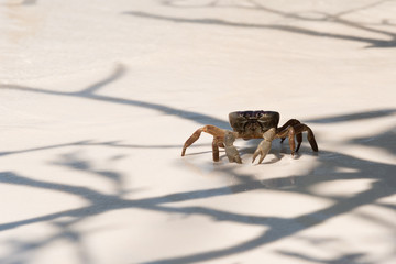 Crab on the beach with light and shadow, koh tachai , Thailand.