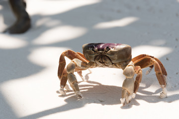Crab on the beach with light and shadow, koh tachai , Thailand :