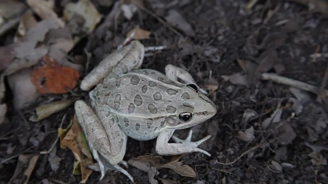 Leopard Frog