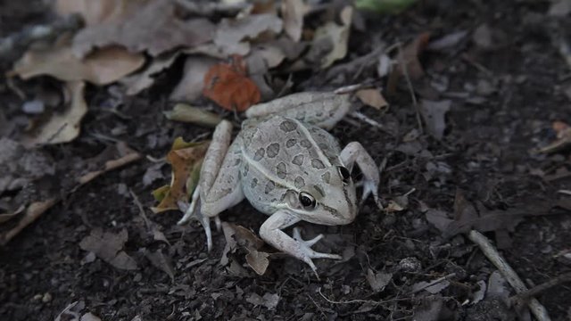 Leopard Frog