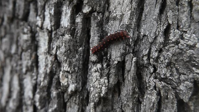 Black Pipevine Swallowtail Caterpillar.