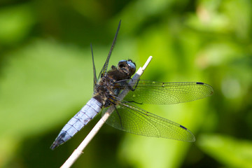 Male Scarce Chaser dragonfly on stem.