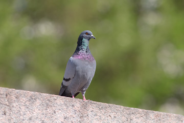 portrait of pigeon on a stone