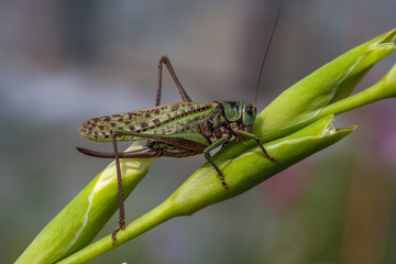 Gomphocerus sibiricus