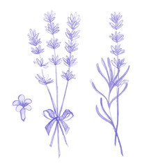 Purple lavender flowers victor hand drawn