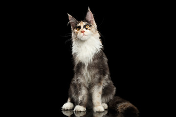 Fototapeta na wymiar Maine Coon Cat Sitting and Curious Looking in Camera Isolated on Black Background, Front view