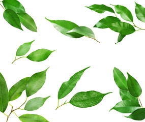 Set of tree branches with fresh green leaves, isolated on white background