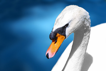 Beautiful white swan swims in blue water