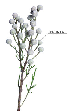 Branch of brunia flower isolated on white