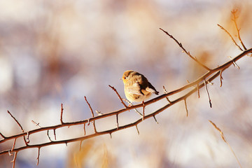 little spring bird on a branch