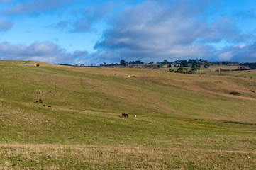 Agriculture outback landscape with farm animals on sunny day