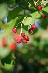 Fototapeta premium Closeup of a cranberry bush