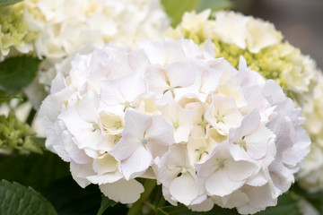 白いあじさい