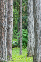 Sidewalk between columns of trees.