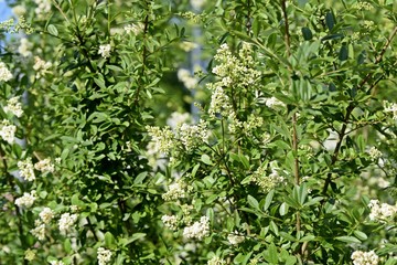 Fototapeta na wymiar Strauch mit weißen Blüten