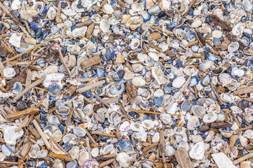  shells and sea debris
