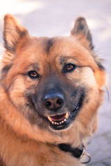 Eurasier Portrait