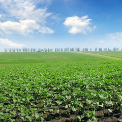 Fototapeta na wymiar field sprouts sunflower and blue sky