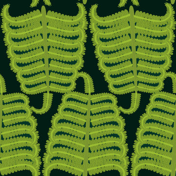 Vector Hand drawn Decorative pattern with fern ornament.