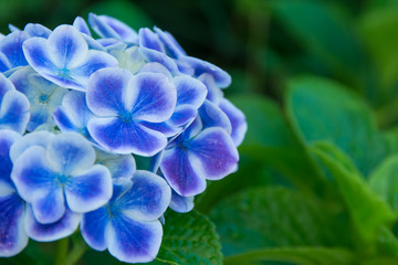 あじさい