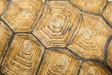 turtle's back background texture.