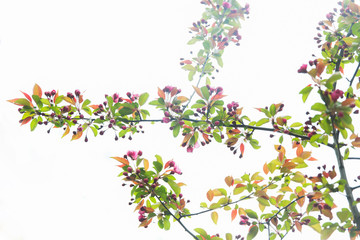 Obraz na płótnie Canvas close up of beautiful blooming apple tree branch