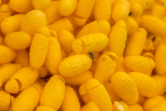 Yellow Cocoon.