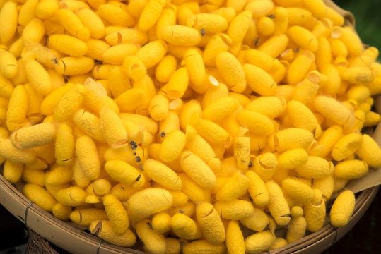 Yellow Cocoon.