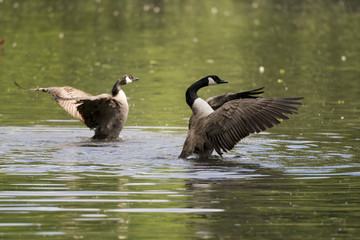 Kanadagänse Abflug