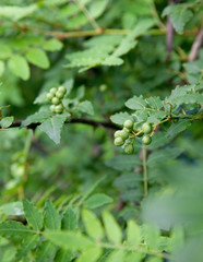 Naklejka premium 山椒の葉と実