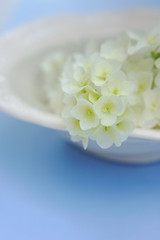 白い紫陽花の花