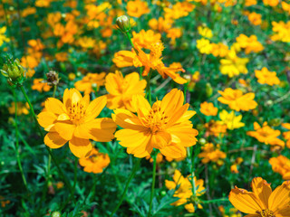 Spring background with beautiful yellow flowers