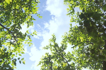 Fototapeta na wymiar 新緑と青空と白い雲