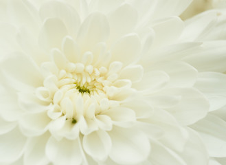 white chrysanthemum closeup with selective focus