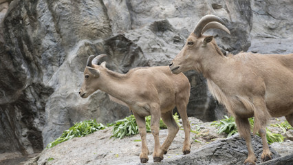 barbary sheep standing on rock hill