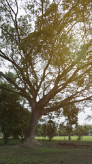 Fototapeta na wymiar big tree in park with sunlight background