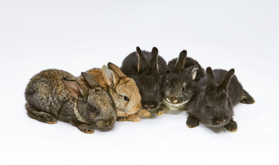 Beautiful bunnies sitting together on white background