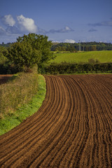 Fototapeta na wymiar field agriculrural landscape UK