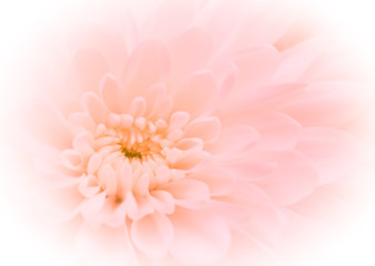 Fototapeta premium chrysanthemum flower.,soft color and blur style for background