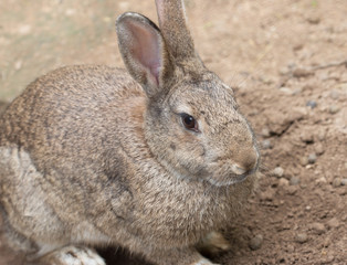 gray rabbit on the ground