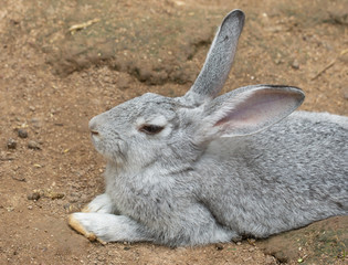 Rabbit on the ground