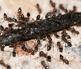 ants eating