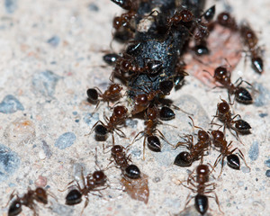ants eating