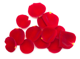 petals of red roses on a white background