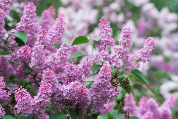 The beautiful fresh lilac violet flowers background. Close up of lilac blossoms. Spring flower, twig lilac