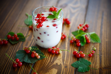 sweet homemade yogurt with red currants