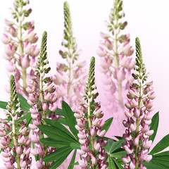 Delicate floral background. Pink lupins 