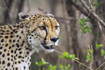 Cheetah in Kruger National park, South Africa